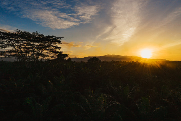 borneo