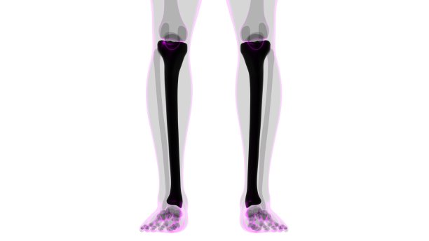 tibia