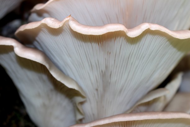 gills