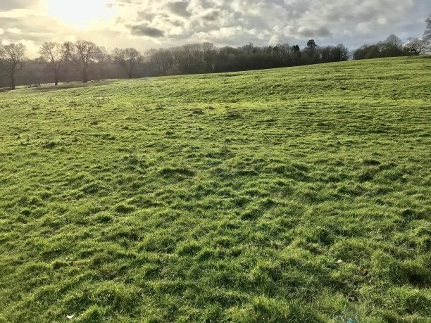surrey