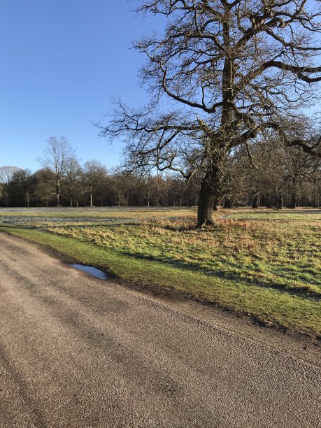 surrey
