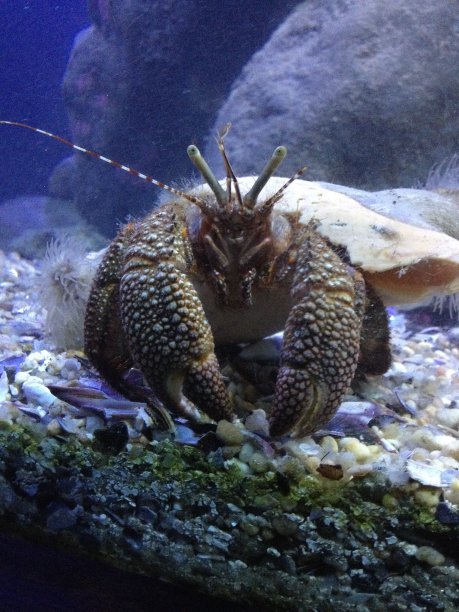 crustacean