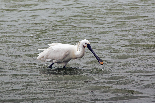 spoonbill
