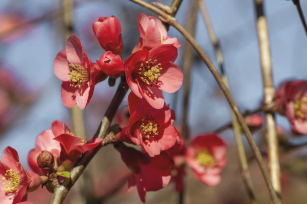 chaenomeles