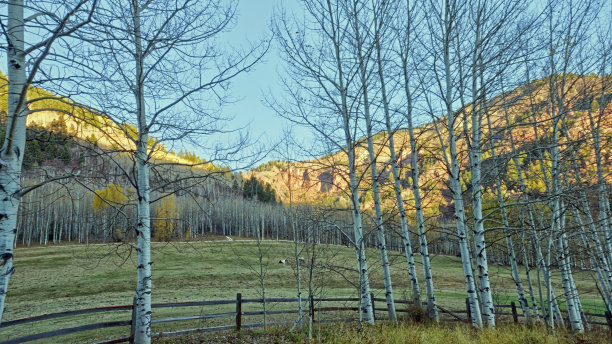 aspen