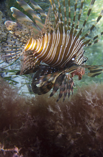 lionfish