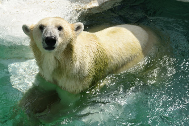 可爱北极熊头像背景