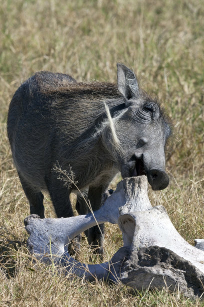 phacochoerus