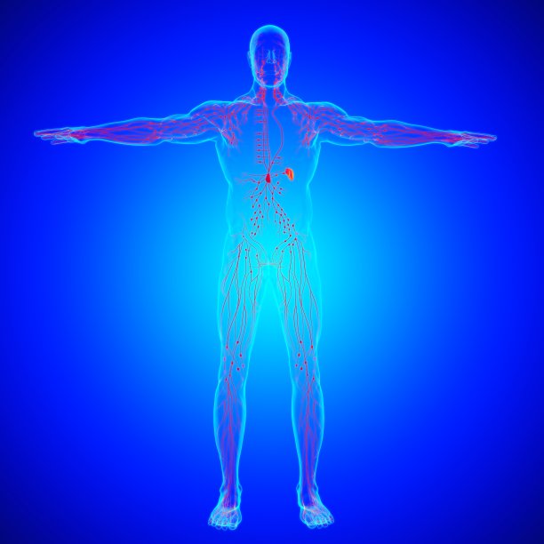 thymus
