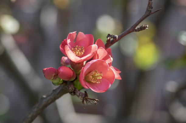 chaenomeles