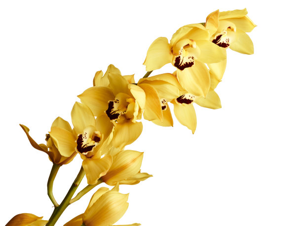 cymbidium
