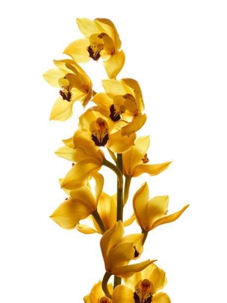 cymbidium