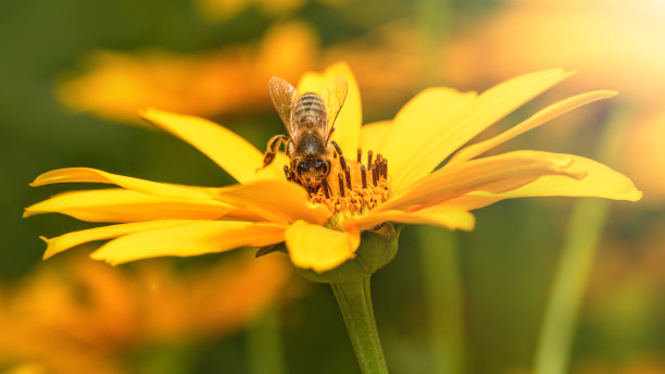 橙红色花朵条纹背景图案