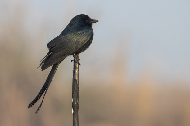 drongo