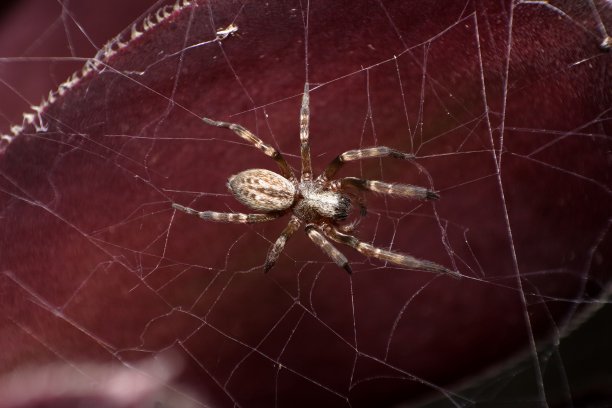 arachnid