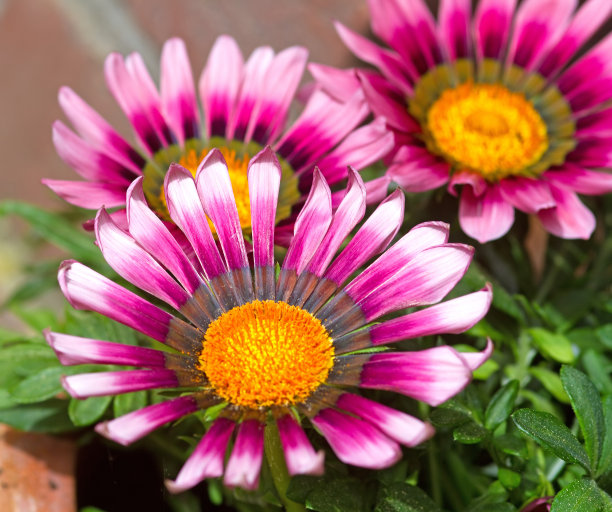 gazania