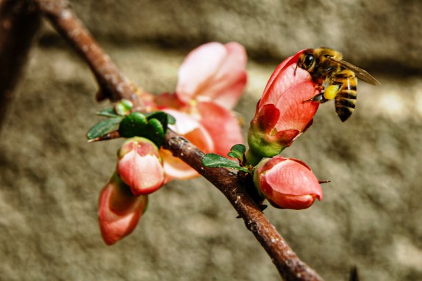 pollination