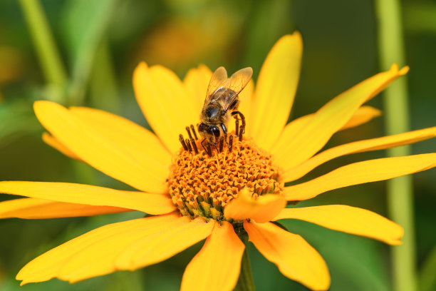 橙红色花朵条纹背景图案