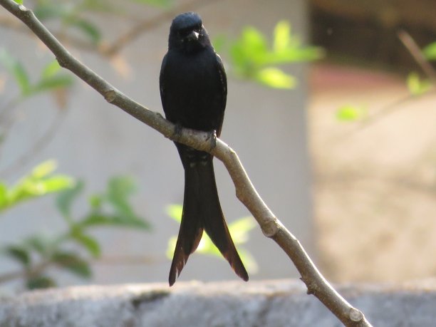 drongo