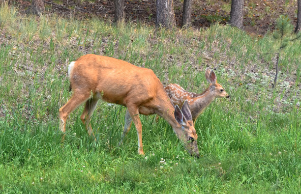 doe