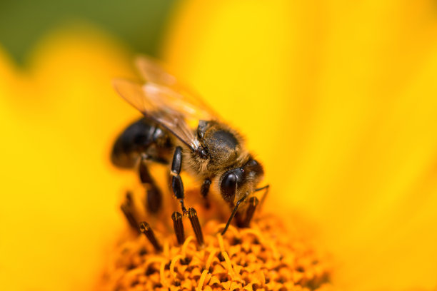 橙红色花朵条纹背景图案