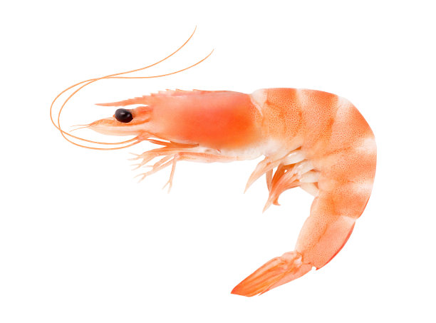 shrimps