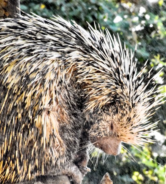 spiked