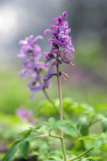 corydalis