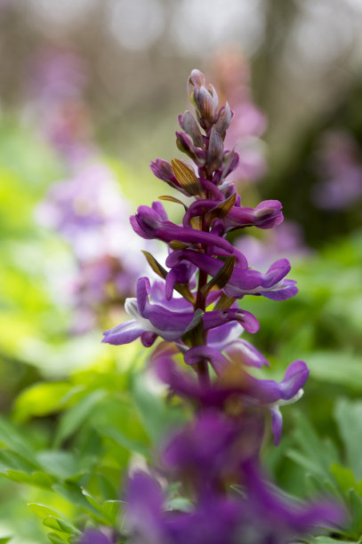 corydalis