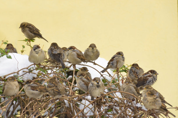 sparrow
