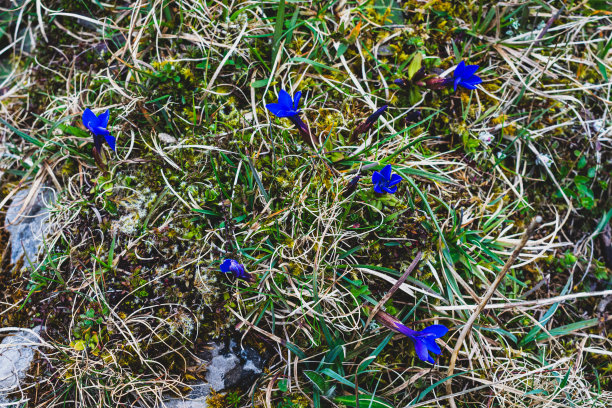 gentian