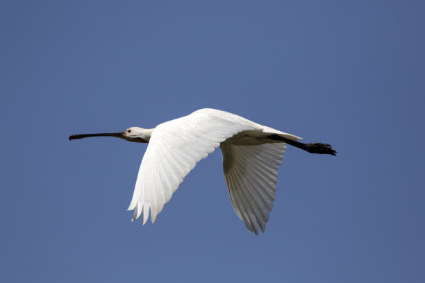 spoonbill