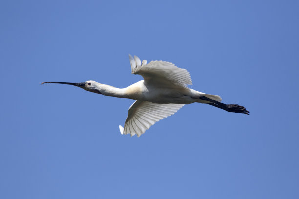 spoonbill