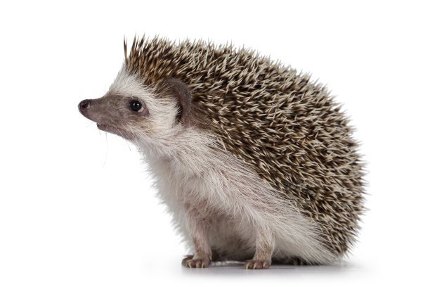 spiked