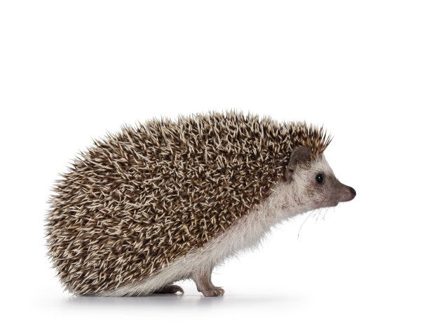 spiked