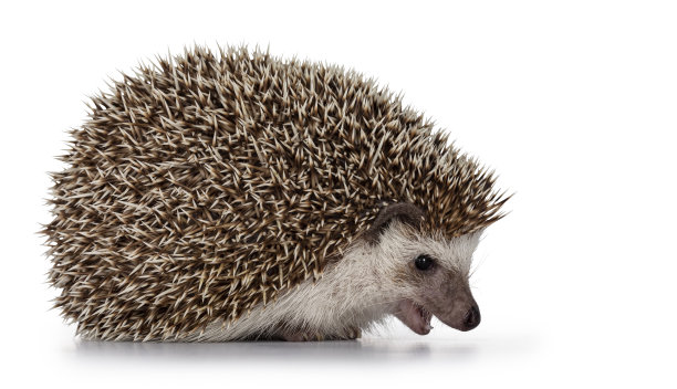 spiked