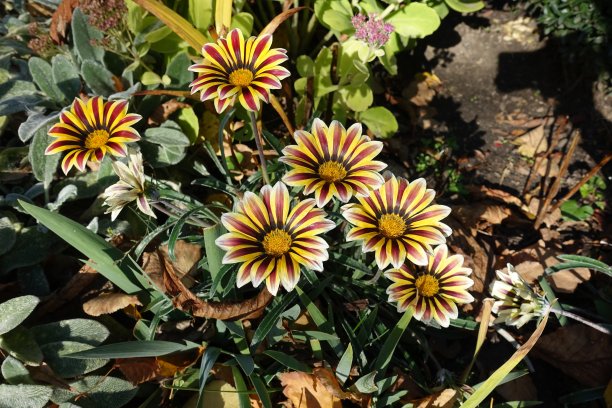 gazania