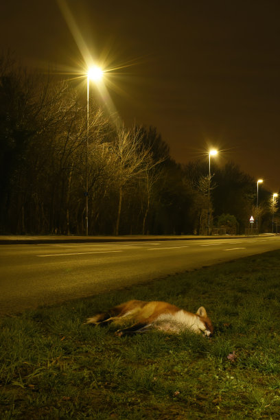 foxface