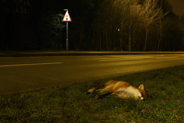 foxface