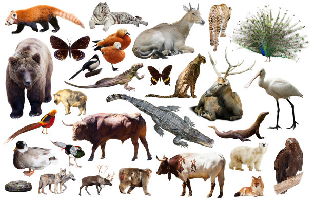 zoology