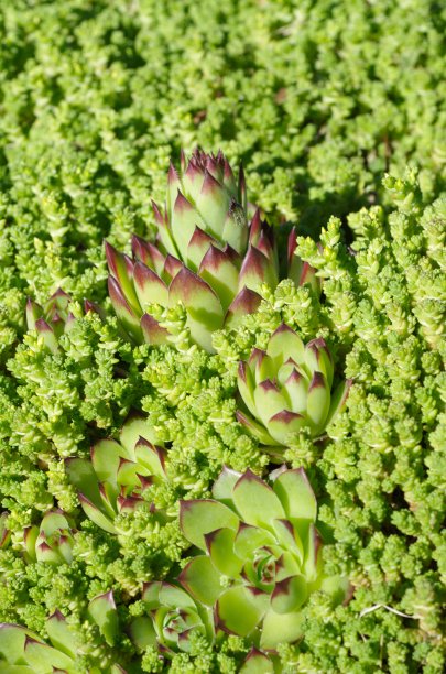 sedum