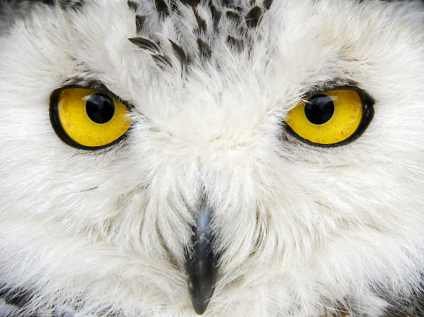 stare