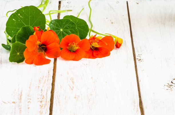 nasturtium