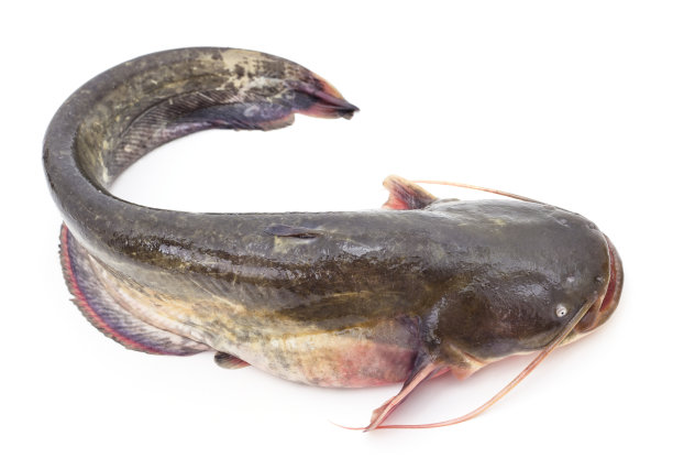 catfish