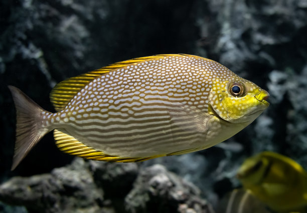 rabbitfish