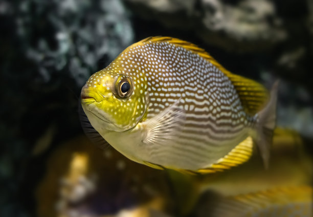 rabbitfish