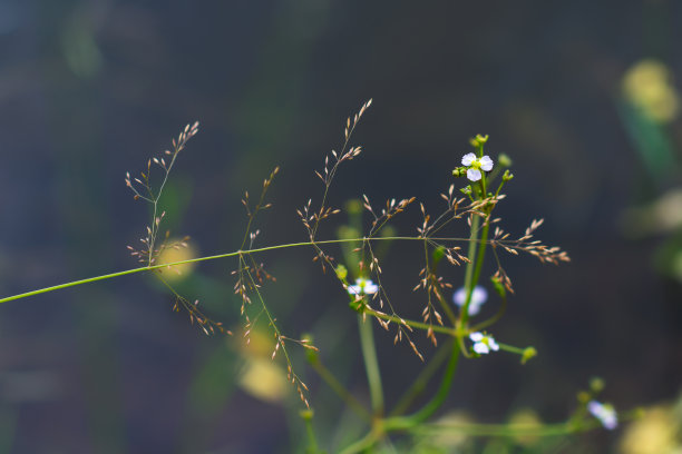 wispy