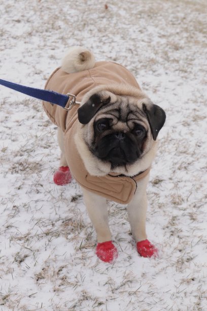 pug