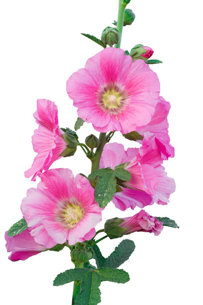 stockrose