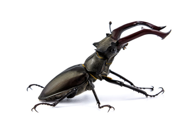 lucanus